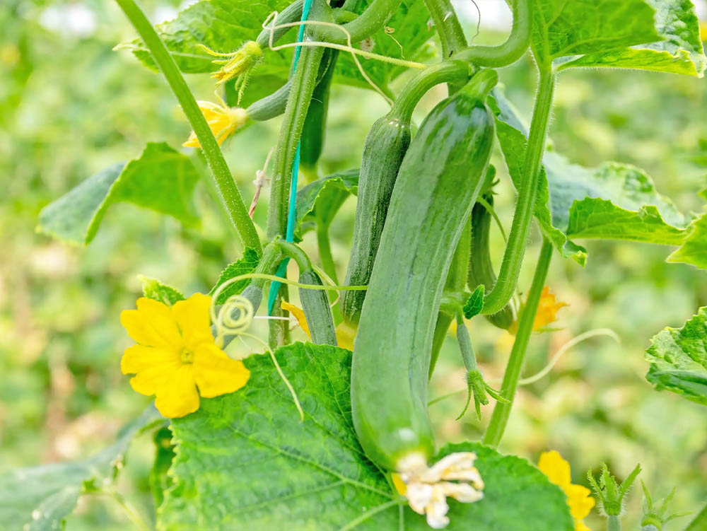 バイオスティミュラントとは？画像