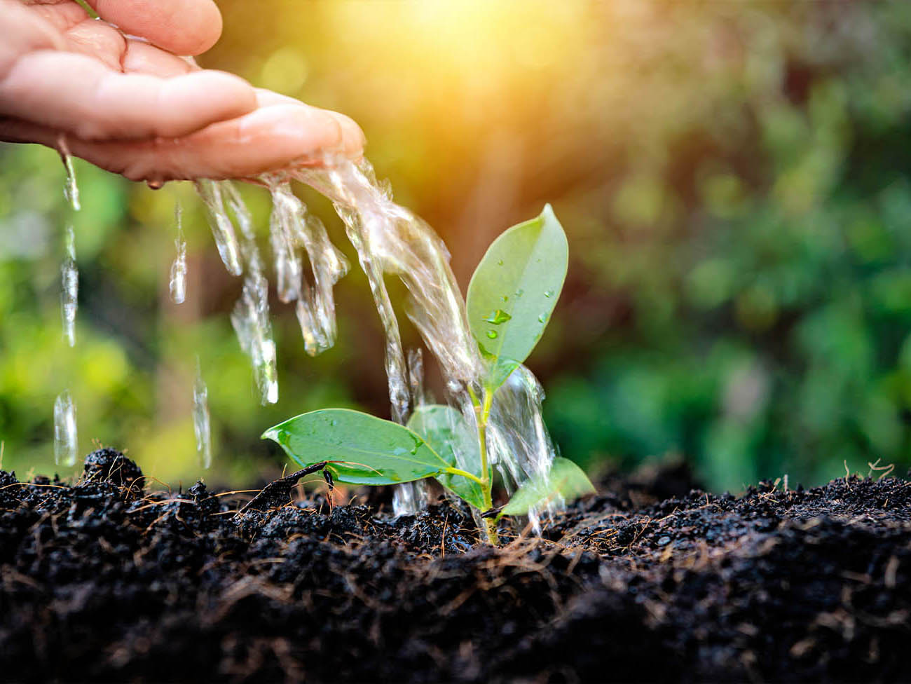 瀧本農園がこだわっていること画像