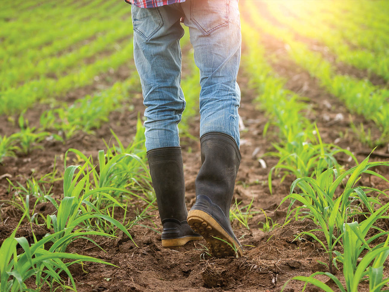 瀧本農園がこだわっていること画像