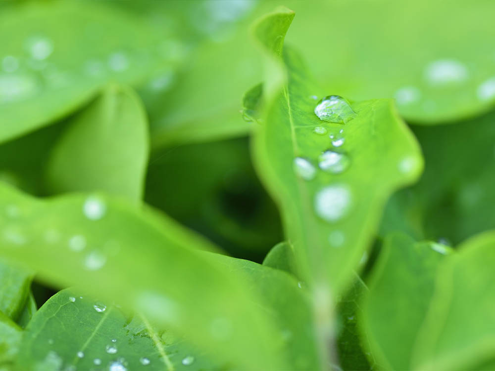 自然の恵みを最大限に活かす画像