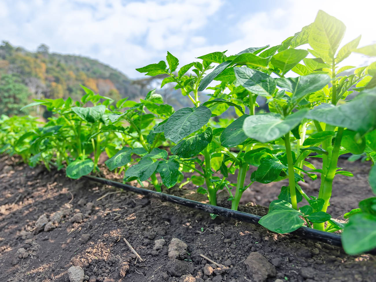 安全でおいしい野菜づくりと、これからの農業のために画像