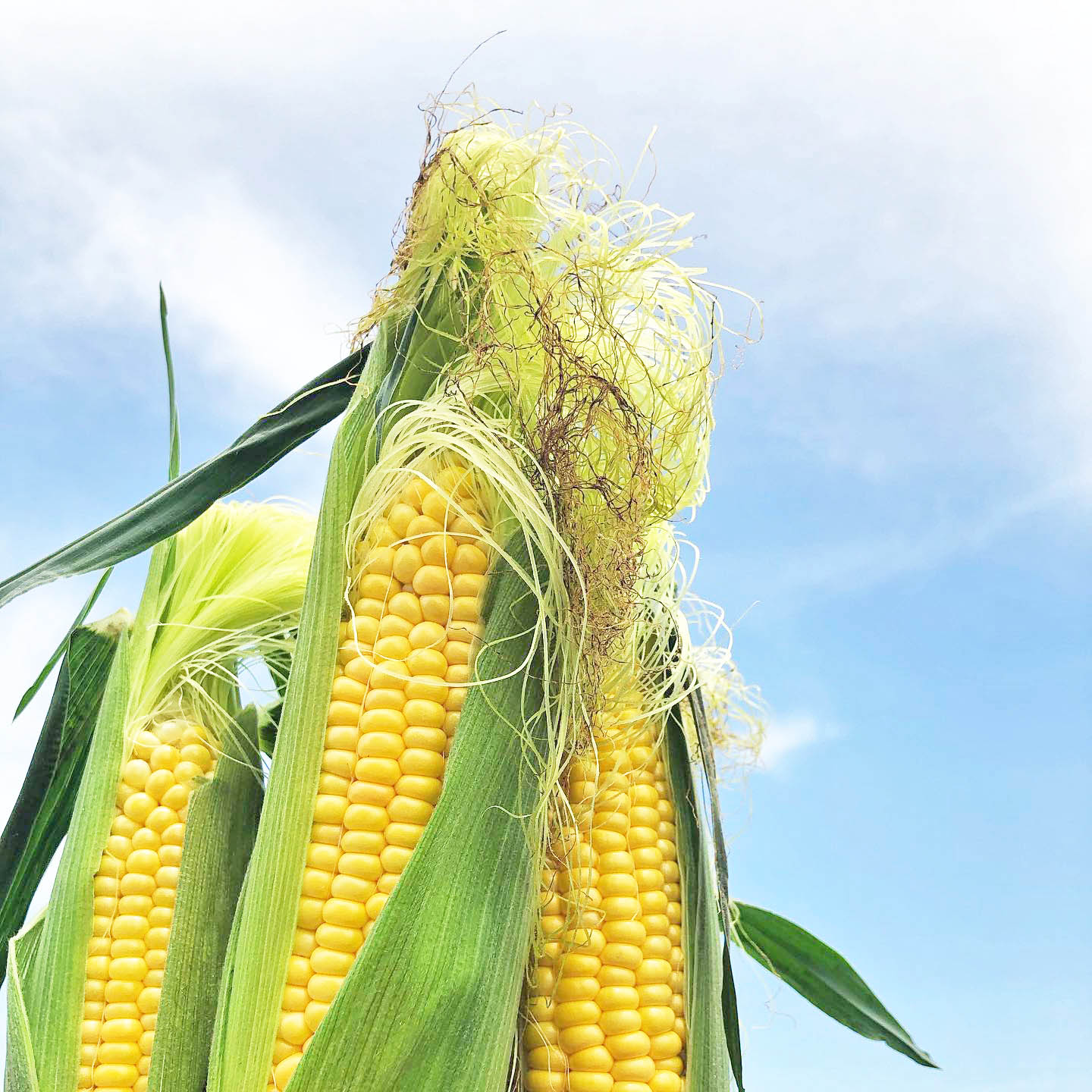 スイートコーン 10kg箱