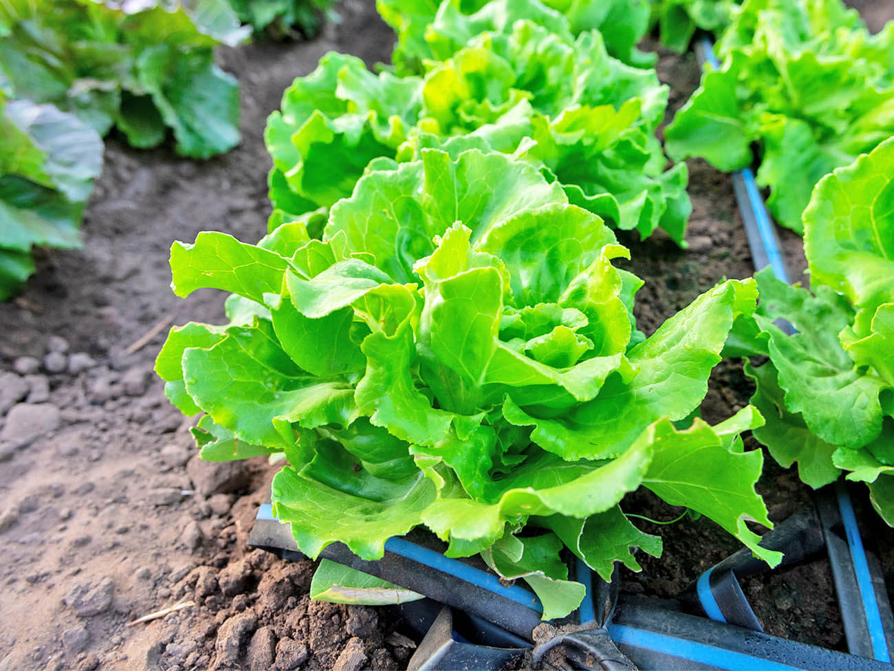 レタス画像